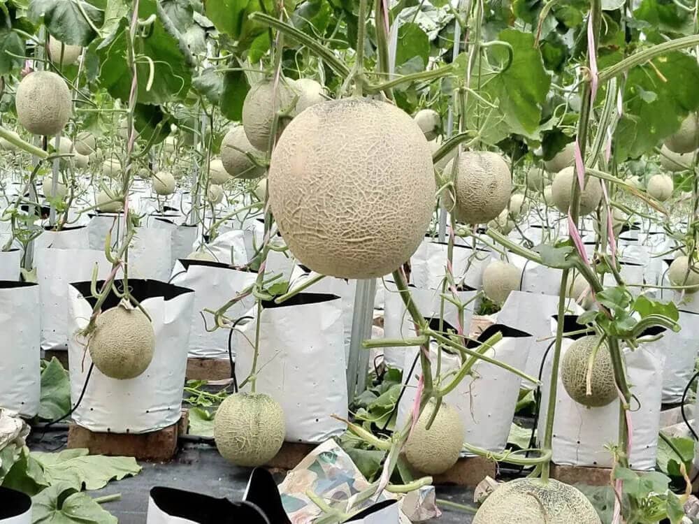 Planter Bag for growing Watermelon - Eco Fresh World